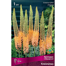 ����  �������� ��������� ���������, ������ �� 501 ���