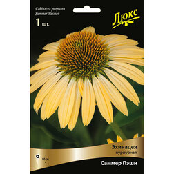 ����  �������� ��������� ������ ����, ������ �� 929 ���