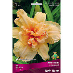 ����  �������� ��������� ���� ����, ������ �� 484 ���