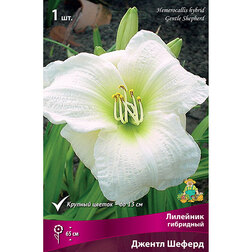 ����  �������� ��������� ������ ������, ������ �� 459 ���