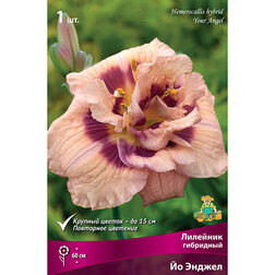 ����  �������� ��������� �� ������, ������ �� 572 ���