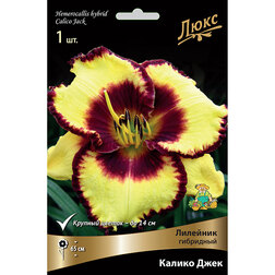 ����  �������� ��������� ������ ����, ������ �� 572 ���