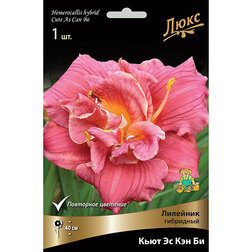 ����  �������� ��������� ���� �� ��� ��, ������ �� 501 ���