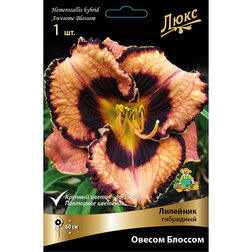 ����  �������� ��������� ������ �������, ������ �� 572 ���