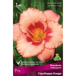 ����  �������� ��������� ��������� �����, ������ �� 411 ���