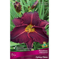 ����  �������� ��������� ����� ����, ������ �� 411 ���