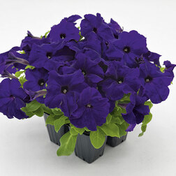 ����  ������� ����������� ������� ��� �� ��� (��-1000�����) ���������������� ������, ������ �� 2960 ���