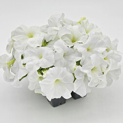 ����  ������� ����������� ������� ��� �� ���� (��-1000�����) ���������������� ������, ������ �� 2960 ���