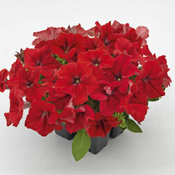 ����  ������� ����������� ������� ��� �� ��� (��-1000�����) ���������������� ������, ������ �� 2960 ���