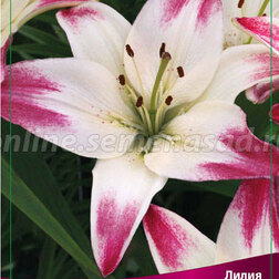 ����  ����� ��������� �������� (2 ��.), ������ �� 394 ���