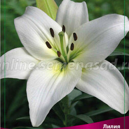 ����  ����� ��������� ������ (2 ��.), ������ �� 306 ���