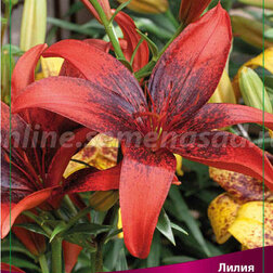 ����  ����� ��������� ����� ����� (2 ��.), ������ �� 387 ���