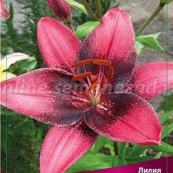 ����  ����� ��������� ����� ϸ�� �� (2 ��.), ������ �� 387 ���