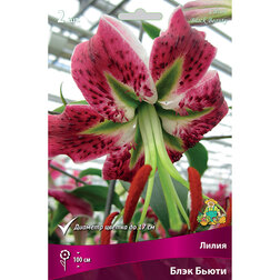 ����  ����� ������� ���� ����� (2 ��.), ������ �� 455 ���