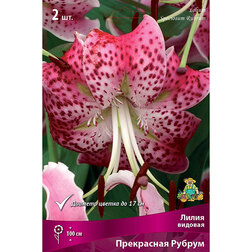 ����  ����� ������� ���������� ������ (2 ��.), ������ �� 486 ���