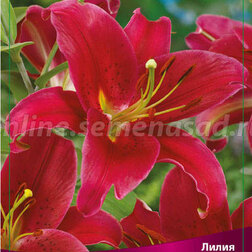 ����  ����� ��������� ������� ��� (2 ��.), ������ �� 319 ���