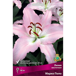 ����  ����� ��������� ����� ���� (2 ��.), ������ �� 319 ���