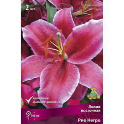 ����  ����� ��������� ��� ����� (2 ��.), ������ �� 333 ���