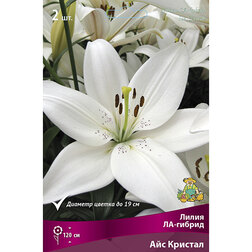 ����  ����� ��-������ ��� ������� (2 ��.), ������ �� 292 ���