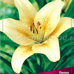 ����  ����� ��-������ ���������� (2 ��.), ������ �� 268 ���