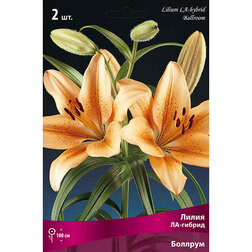 ����  ����� ��-������ ������� (2 ��.), ������ �� 299 ���