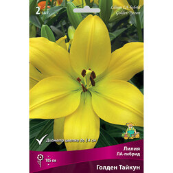 ����  ����� ��-������ ������ ������ (2 ��.), ������ �� 268 ���