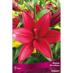 ����  ����� ��-������ ������ (2 ��.), ������ �� 292 ���