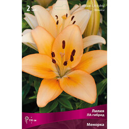 ����  ����� ��-������ ������� (2 ��.), ������ �� 268 ���