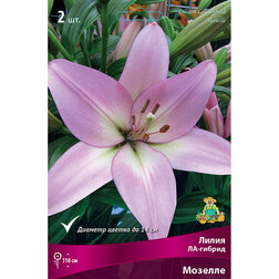 ����  ����� ��-������ ������� (2 ��.), ������ �� 292 ���