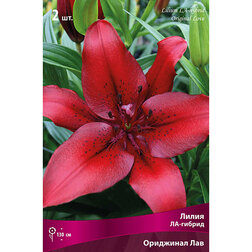 ����  ����� ��-������ ��������� ��� (2 ��.), ������ �� 268 ���