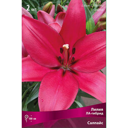 ����  ����� ��-������ ������� (2 ��.), ������ �� 268 ���