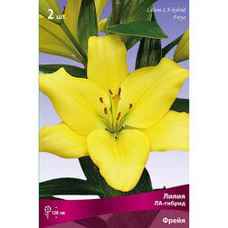 ����  ����� ��-������ ����� (2 ��.), ������ �� 268 ���