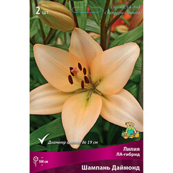 ����  ����� ��-������ ������� ������� (2 ��.), ������ �� 268 ���