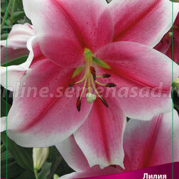 ����  ����� ���-������ ���� ��������� (2 ��.), ������ �� 350 ���