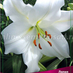 ����  ����� ���-������ ����� (2 ��.), ������ �� 350 ���