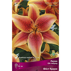 ����  ����� ��-������ Ը�� ����� (2 ��.), ������ �� 414 ���