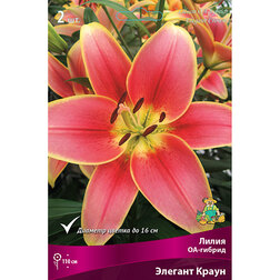 ����  ����� ��-������ ������� ����� (2 ��.), ������ �� 414 ���