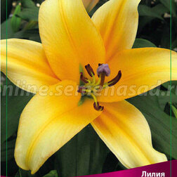 ����  ����� ��-������ ������� (2 ��.), ������ �� 319 ���