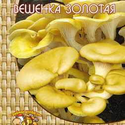 ����  ������� ������� ��� �������� (12 ��.), ������ �� 132 ���