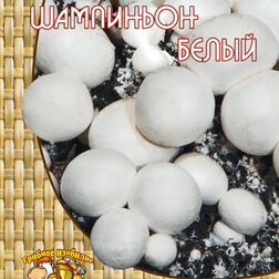 ����  ��������� ����� (60 ��.), ������ �� 151 ���