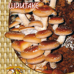 ����  ������� (12 ��.), ������ �� 132 ���