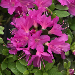 ����  ������ �������� �����������, ������ �� 816 ���