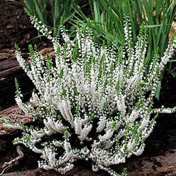 ����  ������ ������������ ���� ����, ������ �� 799 ���