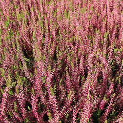 ����  ������ ������������ �����, ������ �� 799 ���