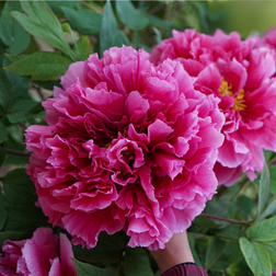 ����  ���� ����������� ������ ������, ������ �� 731 ���