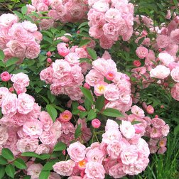 ����  ���� ��������� ������� ������� ����, ������ �� 939 ���