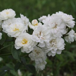 ����  ���� ��������� ������� ������� �'����, ������ �� 619 ���