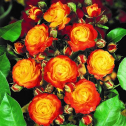 ����  ���� ��������� �������� �����, ������ �� 619 ���