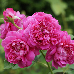 ����  ���� �������� ���������� ��������� ����, ������ �� 759 ���