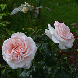 ����  ���� ����� �����-��������� ��������� ������, ������ �� 719 ���